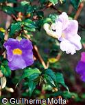 Thunbergia erecta