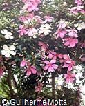 Tibouchina mutabilis
