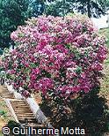 Tibouchina mutabilis