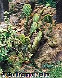 Opuntia microdasys