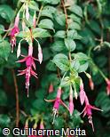 Fuchsia regia