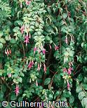 Fuchsia regia
