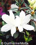 Rhododendron simsii ´G. G. Gerbing´