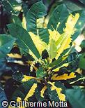 Codiaeum variegatum ´Green & Gold´