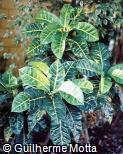 Codiaeum variegatum ´Davis´
