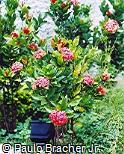 Ixora coccinea ´Maui Vermelha´