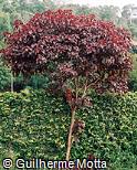 Euphorbia cotinifolia