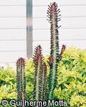 Euphorbia trigona fo. rubra