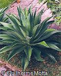 Agave salmiana var. ferox