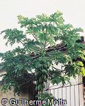 Carica papaya