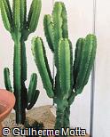 Euphorbia ingens