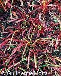 Codiaeum variegatum fo. taeniosum