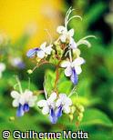 Clerodendron ugandense