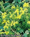 Sedum acre