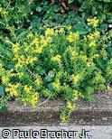 Sedum acre