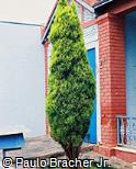 Cupressus macrocarpa