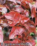 Acalypha wilkesiana var. macafeana