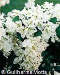 Bougainvillea spectabilis