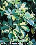 Schefflera arboricola ´Variegata´