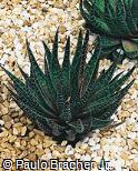 Aloe aristata