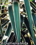 Yucca gigantea ´Variegata´
