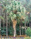 Livistona chinensis