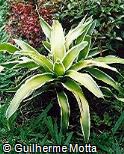 Neoregelia carolinae ´Bossa Nova´