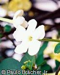 Brunfelsia nitida