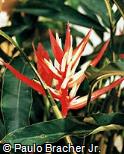 Heliconia angusta