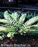Zamia furfuracea