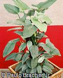 Philodendron davidsonii