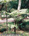 Cyathea microdonta