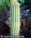 Cleistocactus samaipatensis