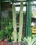 Cereus peruvianus