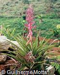 Aechmea distichantha