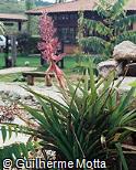 Aechmea distichantha