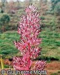 Aechmea distichantha