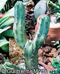 Myrtillocactus geometrizans