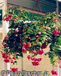 Fuchsia hybrida ´Andrew Hadfield´