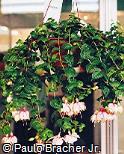 Fuchsia hybrida ´Micky Gault´