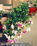 Fuchsia hybrida ´Lena´