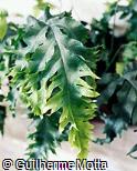 Polypodium aureum ´Mandaianum´