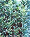 Euonymus japonicus ´Albo-marginata´