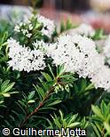 Hebe buxifolia