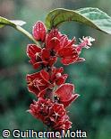 Goethea strictiflora