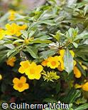 Allamanda laevis