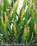 Baccharis trimera