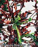 Codiaeum variegatum ´Tortille´