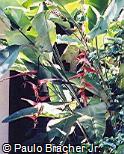 Heliconia chartacea