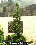 Cupressus macrocarpa ´Goldcrest´